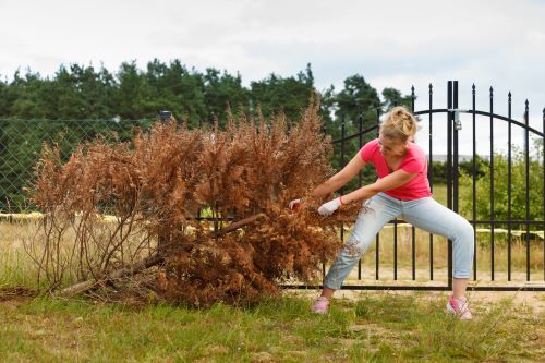 Tree Services