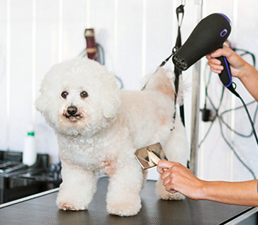 Pet Grooming Care