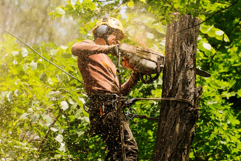 Tree Surgeon Service